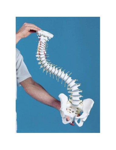 Columna vertebral flexible de alta calidad Erler Zimmer modelo 4006