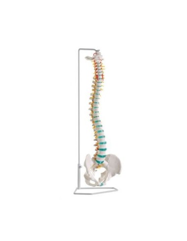 Erler Zimmer, modelo clásico de columna flexible con pelvis A250