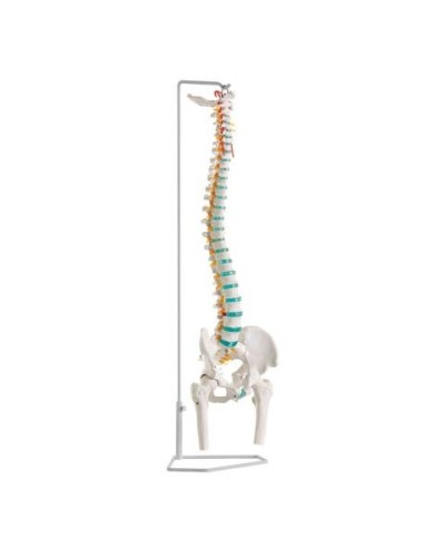 Erler Zimmer, modelo clásico de columna flexible con troncos de pelvis y fémur A251