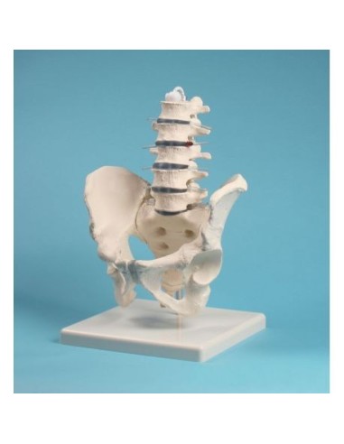 Erler Zimmer, anatomisches Modell der Lendenwirbelsäule, mit Becken, auf Stativ 4040