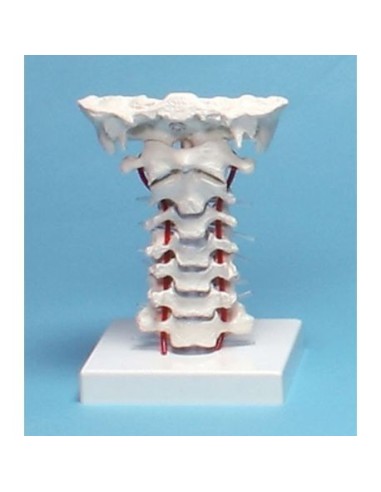 Erler Zimmer, anatomical model of cervical spine, on base 4073