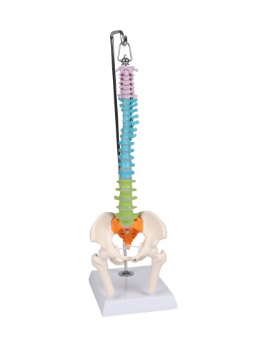 Colorful flexible miniature spine A253