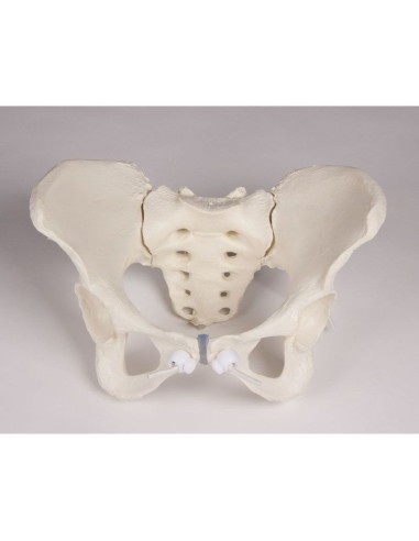 Erler Zimmer, lumbar spine, with pelvis and femurs for demonstration of bad positions, on stand 4045G