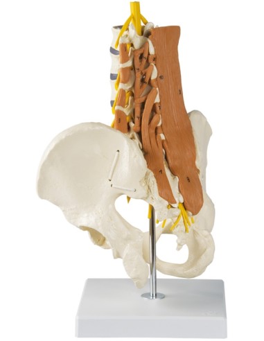 Erler Zimmer, modelo anatómico de columna lumbar, con pelvis y musculatura 4050