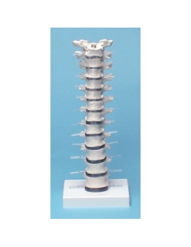 Erler Zimmer, anatomical model of thoracic spine, on stand 4060