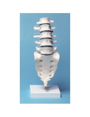 Erler Zimmer, modelo anatómico de columna lumbar, en el stand 4036