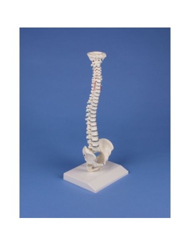 Erler Zimmer, colonna vertebrale elastica in miniatura 4001