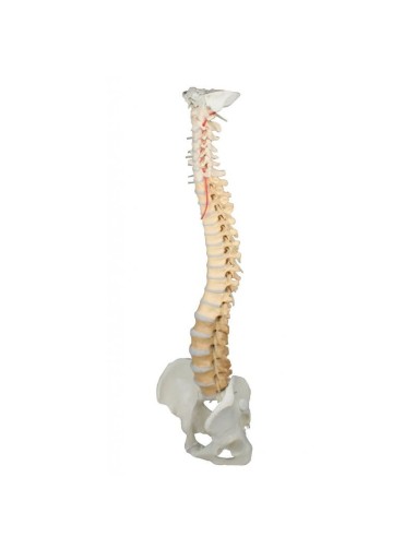 Erler Zimmer, modelo de columna vertebral de alta calidad con pelvis, coloreado para fines didácticos 4010/1