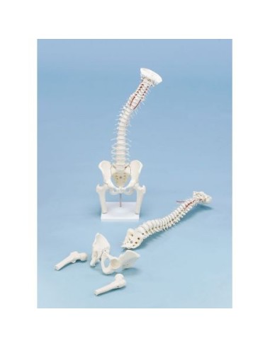 Erler Zimmer, high-quality anatomical spine model 4014/1