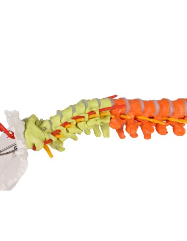 Modelo clásico de columna vertebral flexible coloreado con pelvis A252