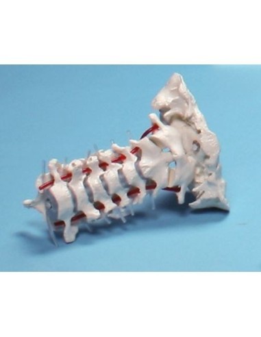 Erler Zimmer, anatomical model of cervical spine 4073/1