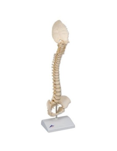 Modelos anatómicos científicos 3B, columna vertebral infantil de calidad 3B BONElike™ A52: