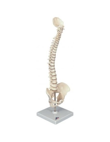 Mini colonna vertebrale elastica 3B Scientific A18/20