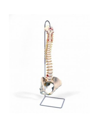 3B Scientific, Colonna vertebrale flessibile classica, con bacino femminile A58/4