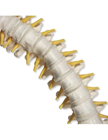 3B Scientific, Columna vertebral flexible con discos intervertebrales blandos VB84