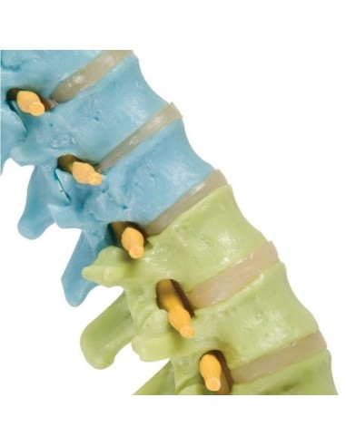 3B Scientific, Flexible educational spine in color A58/8