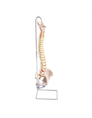 3B Scientific, Very Sturdy Flexible Spine A59/1