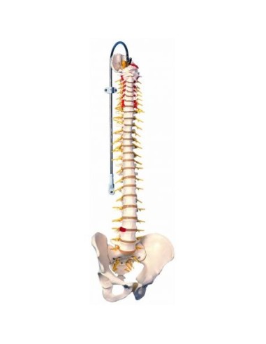 3B Scientific, columna vertebral flexible, modelo de lujo A58/5