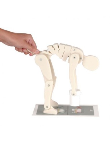 3B Scientific, Figure to demonstrate correct lifting W19007