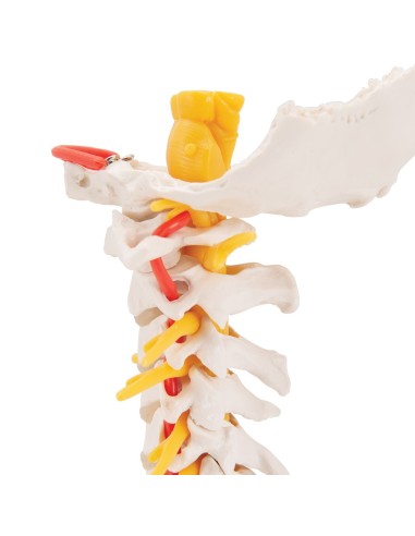 3B Científico, modelo anatómico de columna cervical A72