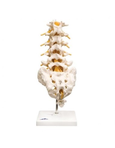 3B Científico, modelo anatómico de columna lumbar A74