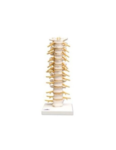 3B Scientific, anatomical model of thoracic spine A73