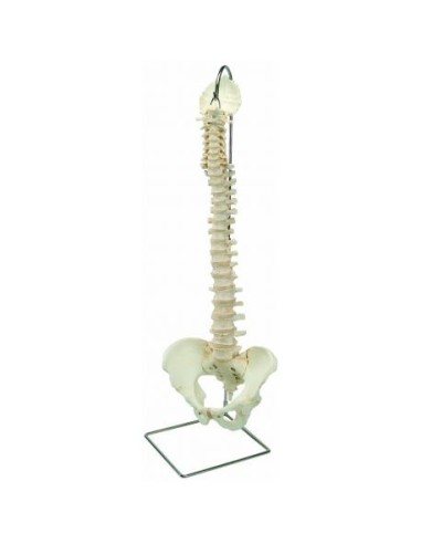 Colonna vertebrale 3B Scientific a montaggio flessibile 3B BONElike A794