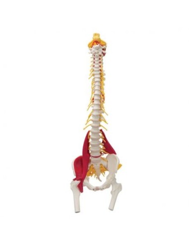 Colonna vertebrale 3B Scientific con Muscoli e tronchi dei femori W99120