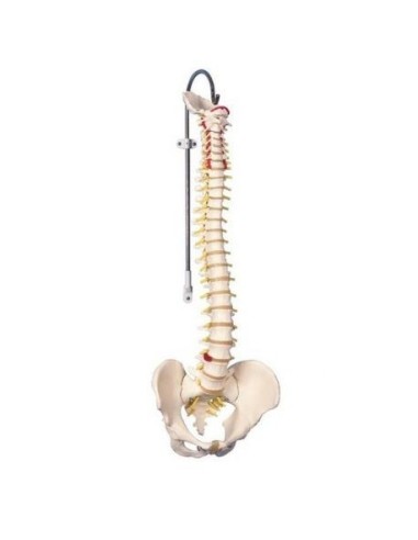 Classic Vertebral Column, anatomical model 3B Scientific A58/1