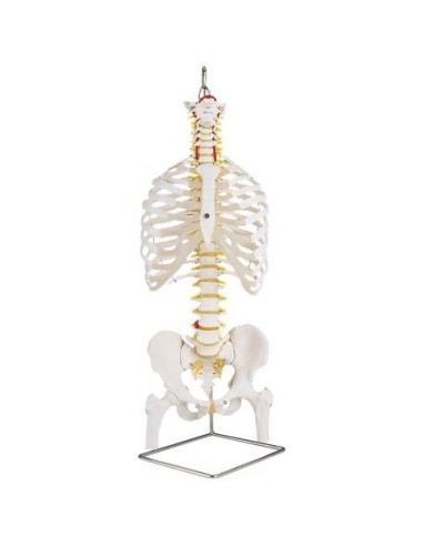 3B Scientific classic flexible spine, rib cage and femur trunks A56/2