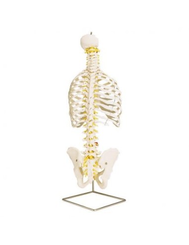 Columna vertebral clásica flexible 3B Científica, con caja torácica A56