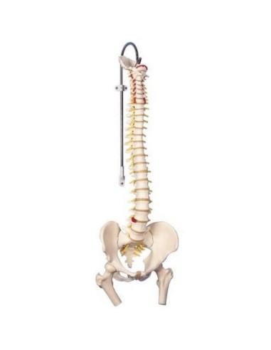 Classic Flexible Vertebral Column, Anatomical Model 3B Scientific A58/2