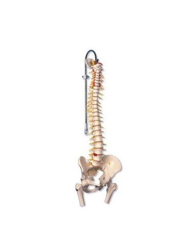 3B Scientific, Colonna vertebrale di lusso flessibile con tronchi del femore A58/6