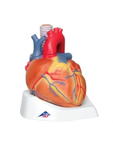 3B Scientific, 7-part decomposable heart model VD253