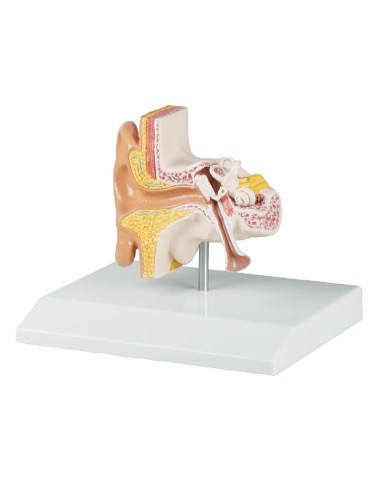 Modello anatomico di orecchio ingrandito di 1,5 volte, Erler Zimmer E220