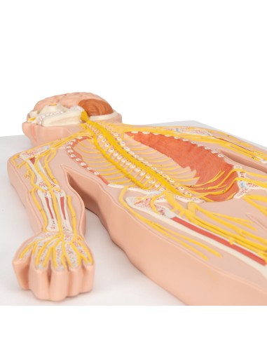 3B Scientific, medical poster in relief. The C30 Nervous System