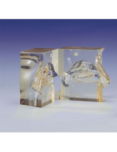 Anatomical model of a full-size transparent nose - Erler Zimmer LM05