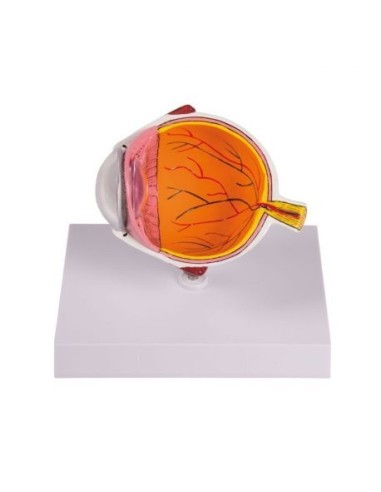 Erler Zimmer, anatomical eye model, enlarged, decomposable into 3 parts F25