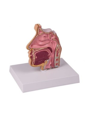 Erler Zimmer, anatomical model, cross section of a C80 breast