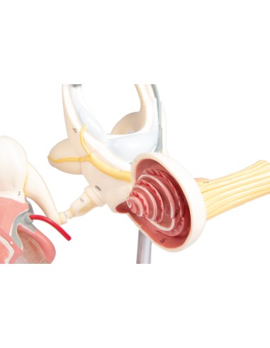 Labyrinth with auditory ossicles and eardrum, Erler Zimmer E339