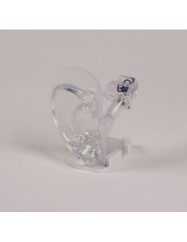 Full-size anatomical model of transparent ear - Erler Zimmer E133