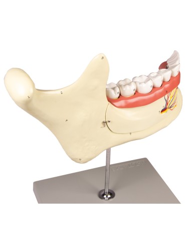 Anatomical model of lower jaw, decomposable into 6 parts Erler Zimmer D125