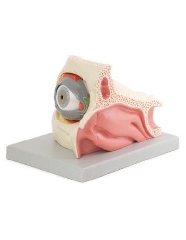 Erler Zimmer, anatomical model of eye in the eye socket with eyelid F160