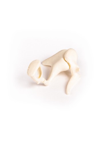 Ear ossicles enlarged three times, Erler Zimmer E338