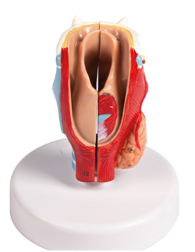 Erler Zimmer, anatomical model of larynx,life-size G123