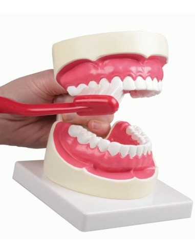 Erler Zimmer, anatomical model to explain proper oral hygiene D217