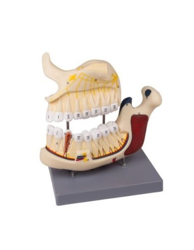 Erler Zimmer, anatomical model of upper and lower half jaw, magnified 2.5 times D325