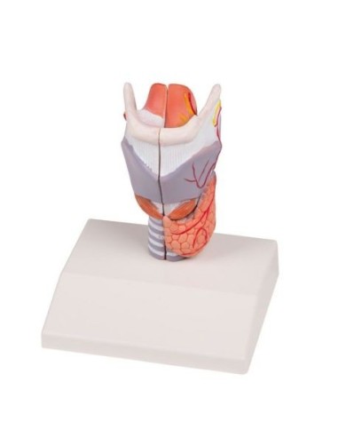 Erler Zimmer, anatomical model of larynx, life-size G223