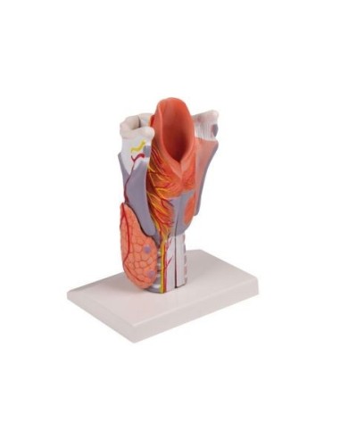 Erler Zimmer, anatomical model of larynx, enlarged 2 times, in 5 parts G221