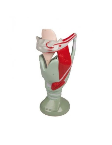 Erler Zimmer, functional anatomical model of larynx, magnified 4 times, G120